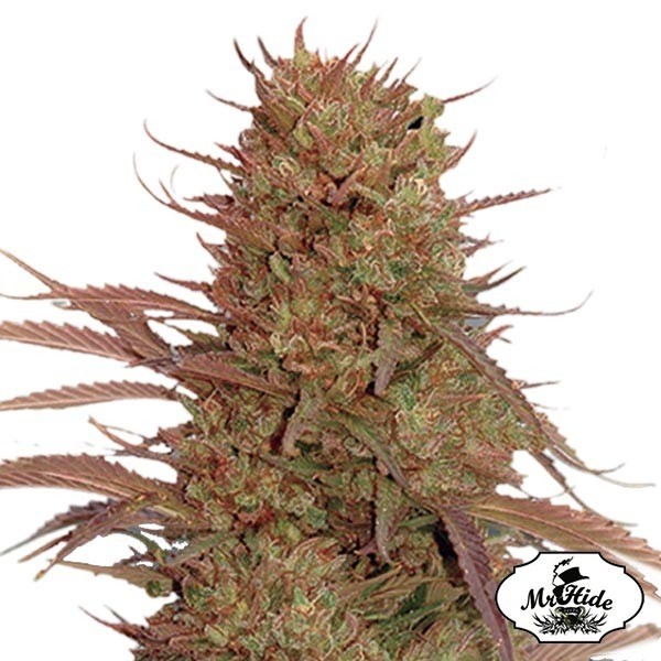 View Sementes de massa de creme automático de Mr Hide Seeds - GB The Green Brand