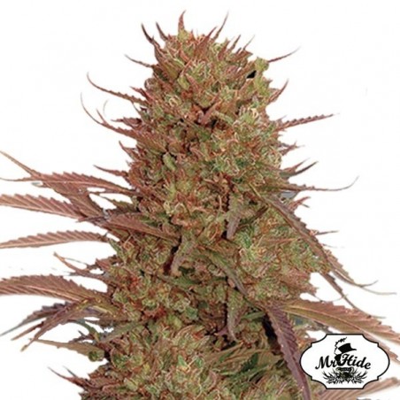 Sementes de massa de creme automático de Mr Hide Seeds - GB The Green Brand