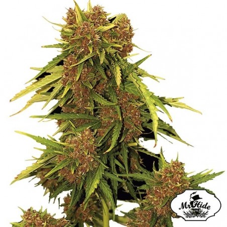 Auto Kritical Red - Mr Hide Seeds - feminino - GB The Green Brand