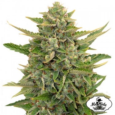 View Auto Amnesia - Mr Hide Seeds - 100% feminino - GB The Green Brand