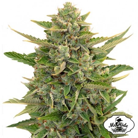 Auto Amnesia - Mr Hide Seeds - 100% feminino - GB The Green Brand