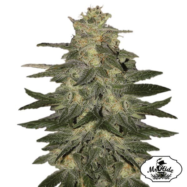 View Auto Mazar Blue - Mr Hide Seeds - feminized - GB The Green Brand