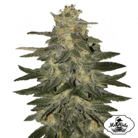 Auto Mazar Blue - Mr Hide Seeds - feminized - GB The Green Brand