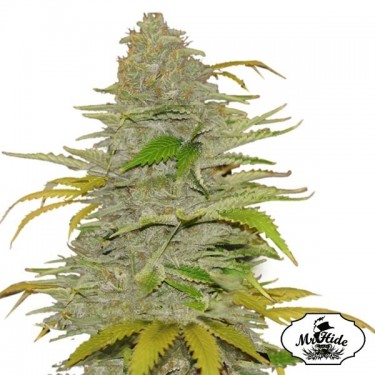 View Auto Diesel Mass - Mr Hide Seeds - feminino - GB The Green Brand