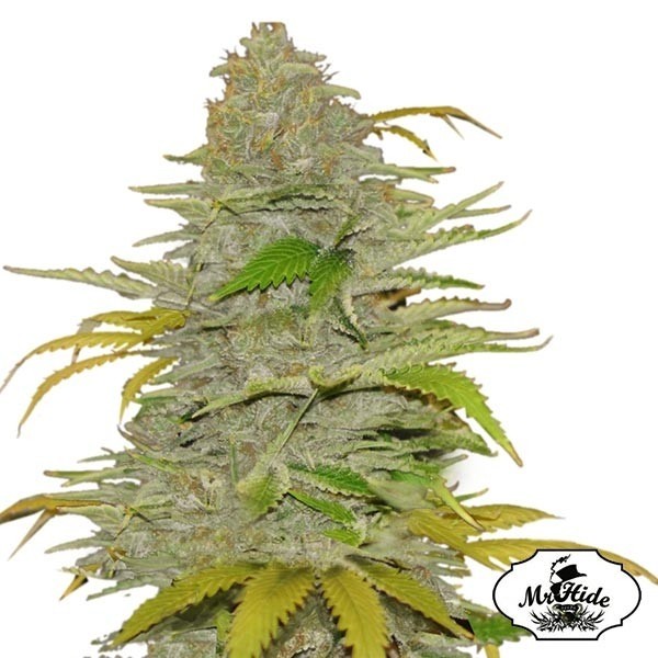 View Auto Diesel Mass - Mr Hide Seeds - feminino - GB The Green Brand