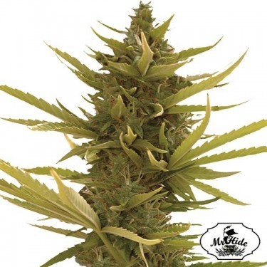 Auto Banana Preto - Mr Hide Seeds - feminino - GB The Green Brand