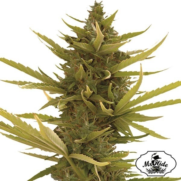 View Auto Banana Preto - Mr Hide Seeds - feminino - GB The Green Brand