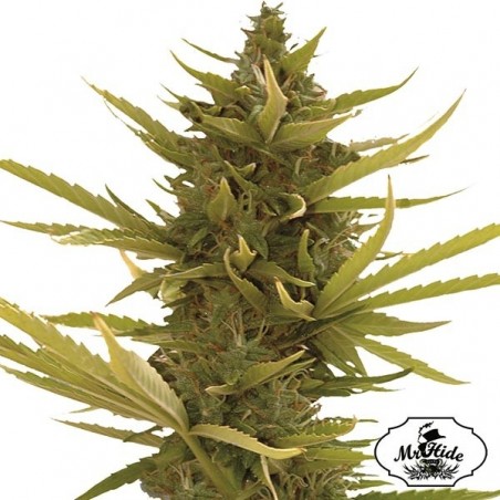 Auto Banana Preto - Mr Hide Seeds - feminino - GB The Green Brand
