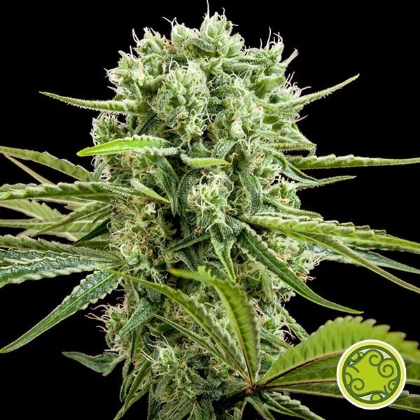 View Comprar CBD Rich Doces Philosopher Seeds - GB