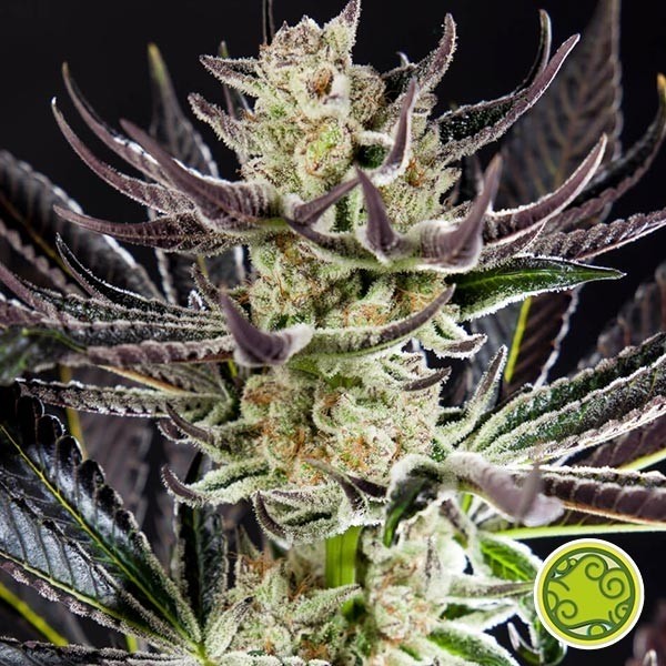 View Comprar Purple Punch x Do-Si-Dos Philosopher Seeds - GB