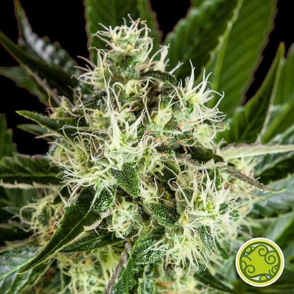 View Comprar Pure CBD Filósofo de Punch Sementes.. GB The Green Brand