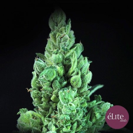 Comprar Solodiol Auto CBD Elite Seeds - GB The Green Brand