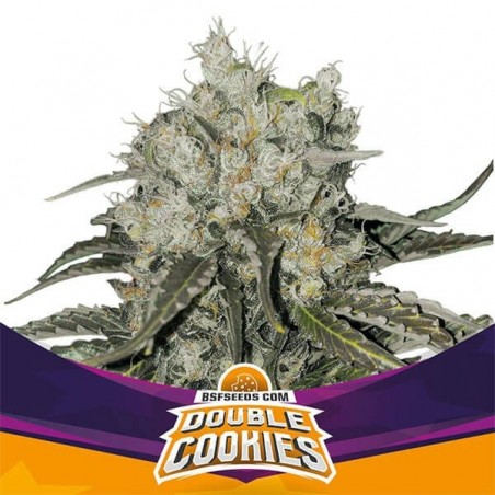 Sementes BSF dupla 100% Feminizada - GB The Green Brand