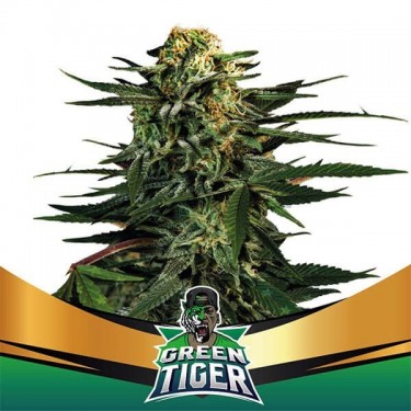 Tigre verde mais rápido Floração por Sementes BSF - GB The Green Brand