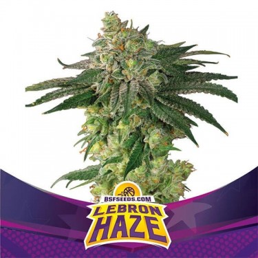 Lebron Haze da BSF Seeds Feminizadas Sementes - GB The Green Brand