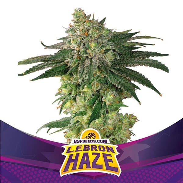 View Lebron Haze da BSF Seeds Feminizadas Sementes - GB The Green Brand