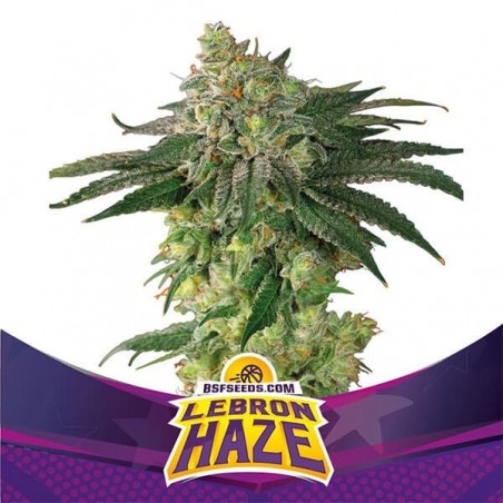 Lebron Haze da BSF Seeds Feminizadas Sementes - GB The Green Brand