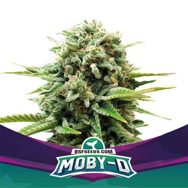 View Moby-D da BSF Seeds maconha produtiva - GB The Green Brand