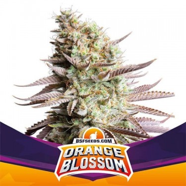Flor de laranja de BSF Seeds estirpe feminizada - GB The Green Brand