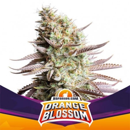 Flor de laranja de BSF Seeds estirpe feminizada - GB The Green Brand