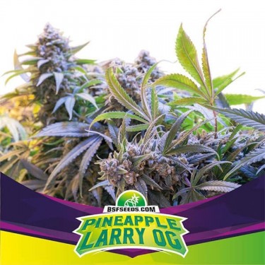 BSF Seeds.. GB The Green Brand