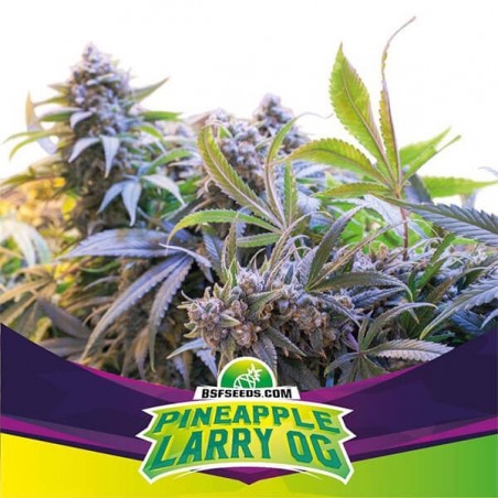 BSF Seeds.. GB The Green Brand