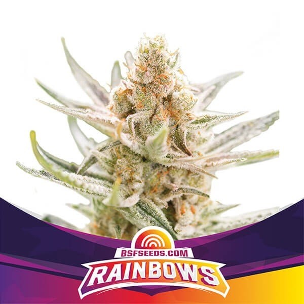 View BSF Seeds Rainbows seleção Zkittlez - GB The Green Brand