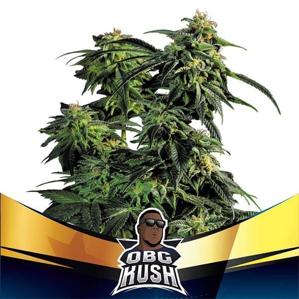 View OBG Kush mais rápido floração planta de marijuana
