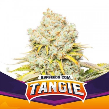 Tangie de BSF Seeds seleção feminizada. - GB The Green Brand