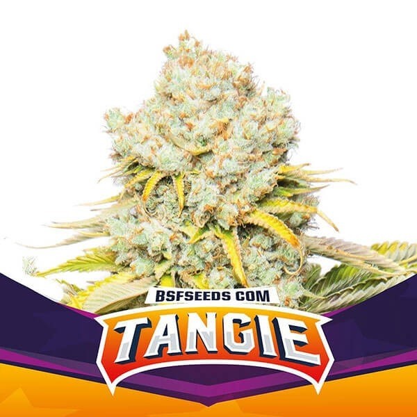 Tangie de BSF Seeds seleção feminizada. - GB The Green Brand