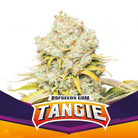 Tangie de BSF Seeds seleção feminizada. - GB The Green Brand