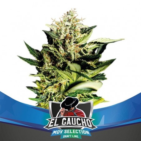 O Gaucho mais rápido Floração de Sementes BSF - GB The Green Brand