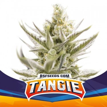 Tangie XXL Auto variedade de sementes BSF - GB The Green Brand