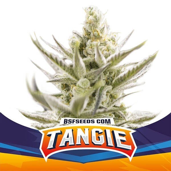 View Tangie XXL Auto variedade de sementes BSF - GB The Green Brand