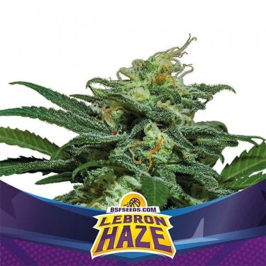 Lebron Haze XXL Auto by BSF Seeds Auto - GB The Green Brand