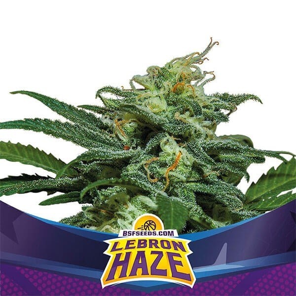 View Lebron Haze XXL Auto by BSF Seeds Auto - GB The Green Brand