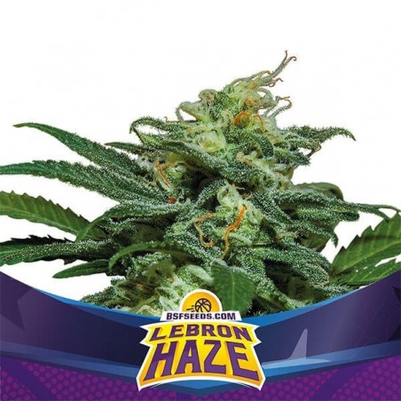 Lebron Haze XXL Auto by BSF Seeds Auto - GB The Green Brand