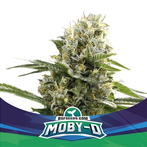 View Moby-D XXL Auto Variedade de BSF Seeds Auto - GB The Green Brand