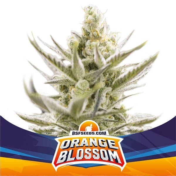 View Laranja Blossom XXL Auto de BSF Seeds de Sementes - GB The Green Brand