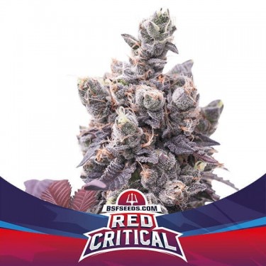 BSF Seeds Red Critical Auto Sementes - GB The Green Brand