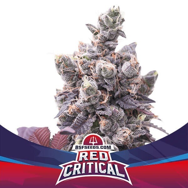 BSF Seeds Red Critical Auto Sementes - GB The Green Brand