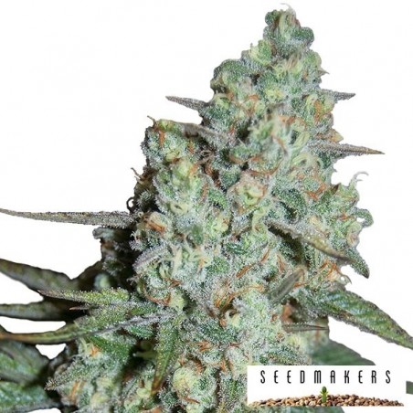 Wonder Skunk of Seedmakers feminized - GB The Green Brand