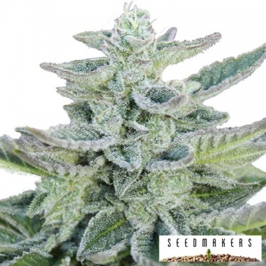 Super Kush de Seedmakers feminizado - GB The Green Brand