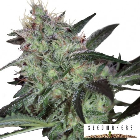 Super Diesel de Sementes feminizado - GB The Green Brand