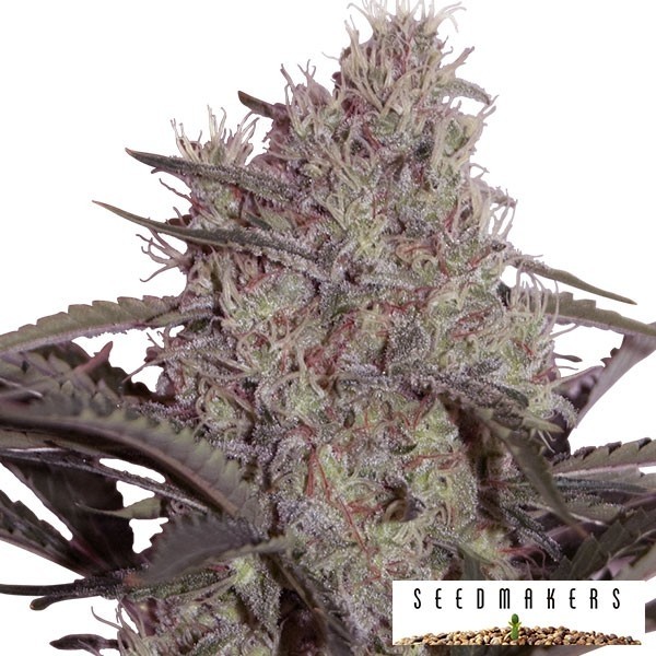 View Jack Widow de Seedmakers feminized - GB The Green Brand