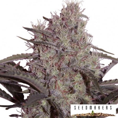 Jack Widow de Seedmakers feminized - GB The Green Brand