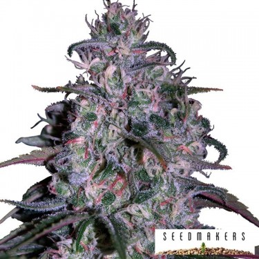 Alakazam de Seedmakers sementes feminizadas - GB The Green Brand