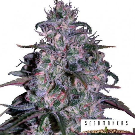 Alakazam de Seedmakers sementes feminizadas - GB The Green Brand