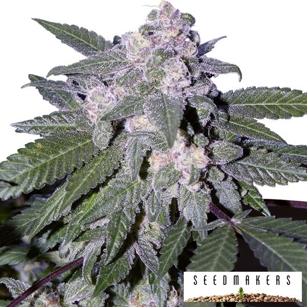 View Auto Blue de Seedmakers sementes automáticas - GB The Green Brand
