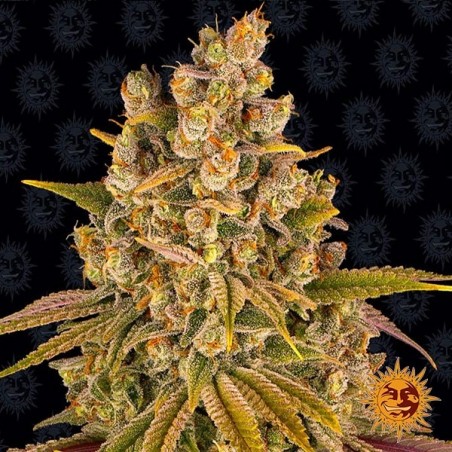 Comprar Lemon Tree de Barney’s Farm - GB The Green Brand